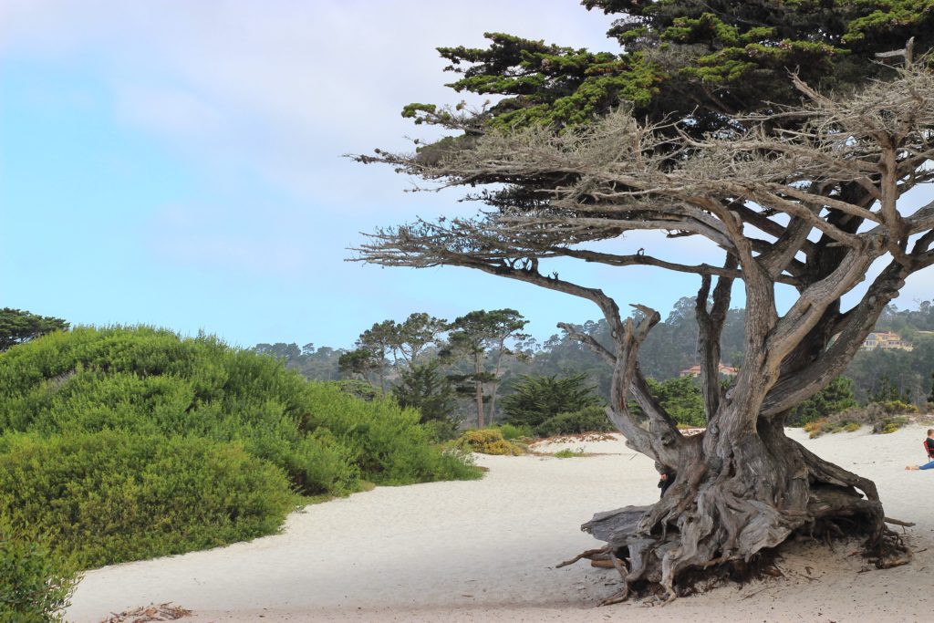 carmel by the sea